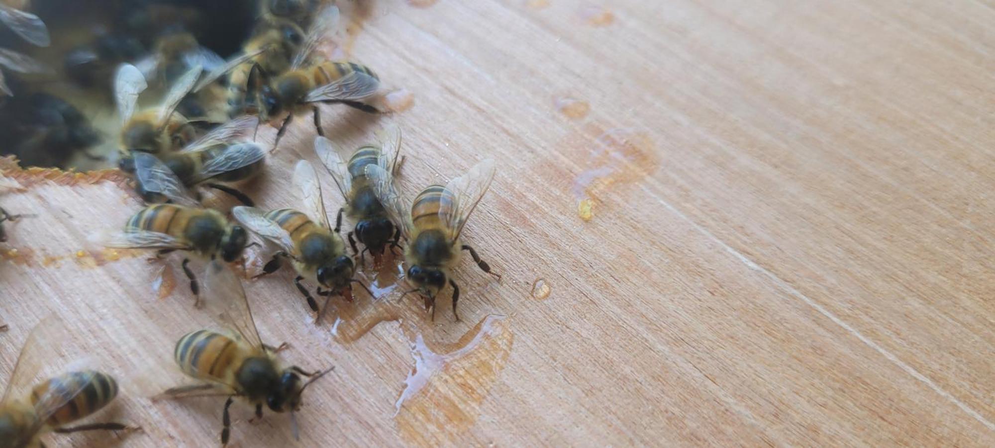 La Maison De L'Abeille De Percey Longeau-Percey Extérieur photo